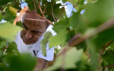 “Vespa Vignaioli”: vini pregiati, sapori della Puglia e dibattiti tra esperti di settore al decennale della cantina di Bruno Vespa nella Masseria Li Reni